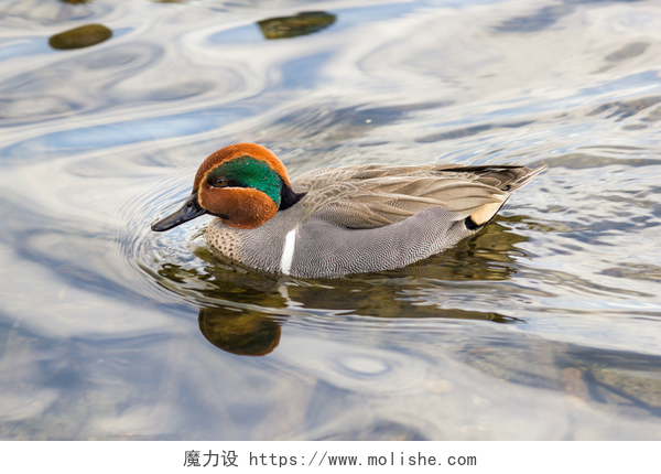 水面上的小鸭子带翅膀的绿色、 青色、